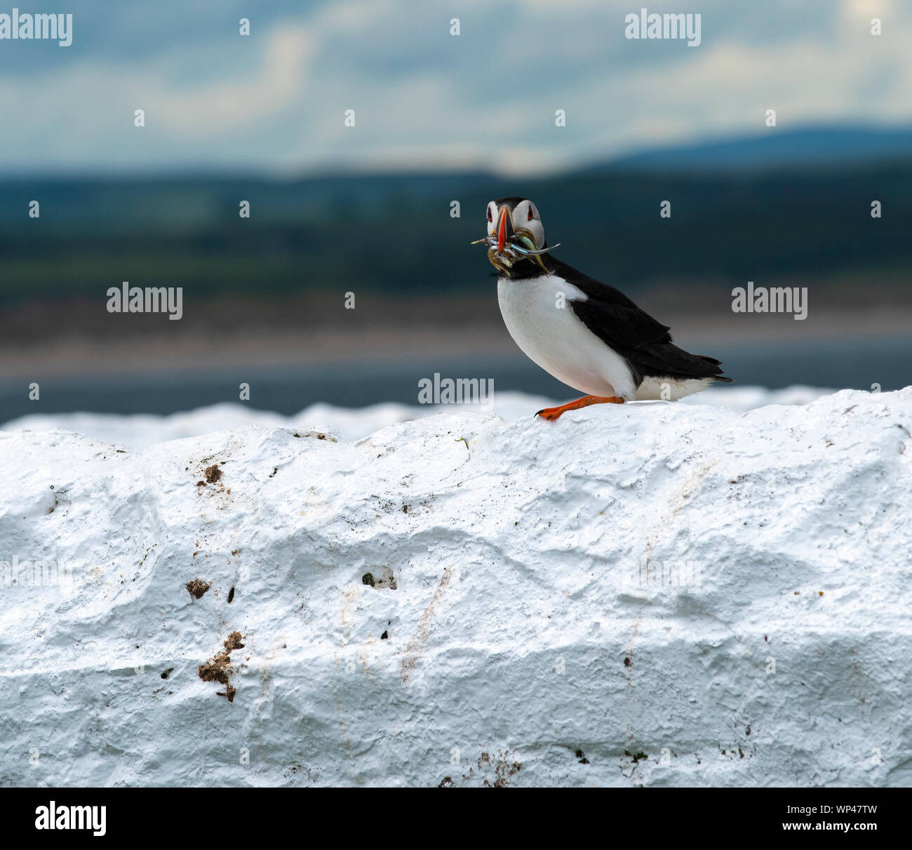 Adult puffin, Fratercula arctica, standing on a white wall with a beakfull of sand eels for their chiicks in the nearby nesting burrows, Stock Photo