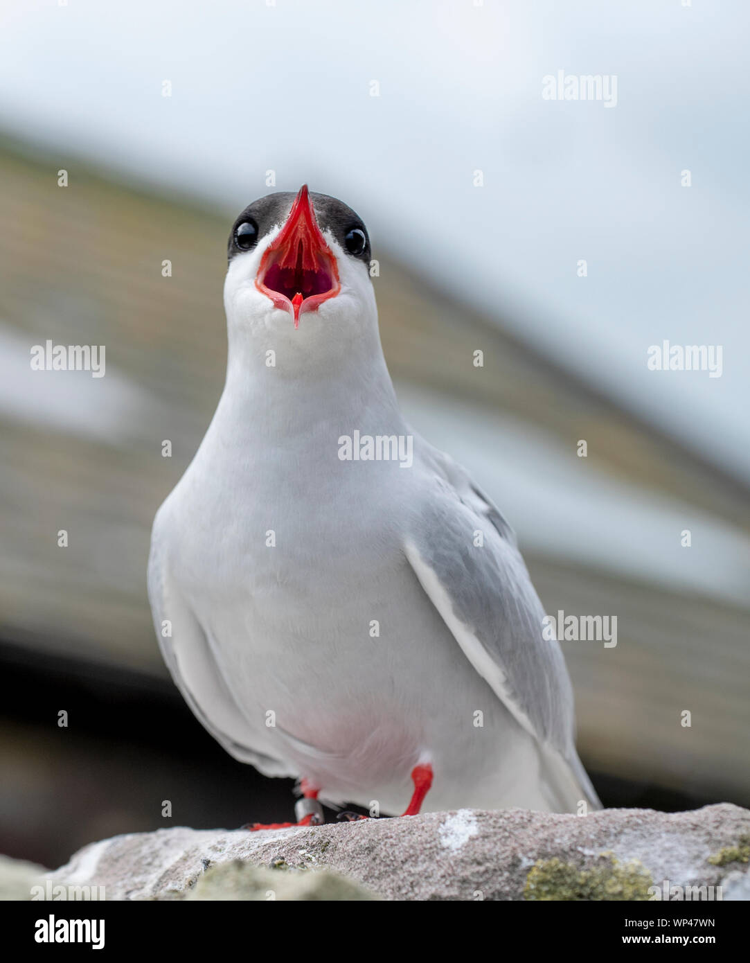 Nesting Arctic tern,  Sterna paradisaea, on the Farne Islands in June, during the breeding season, making a threat display, screaming at the intruders Stock Photo