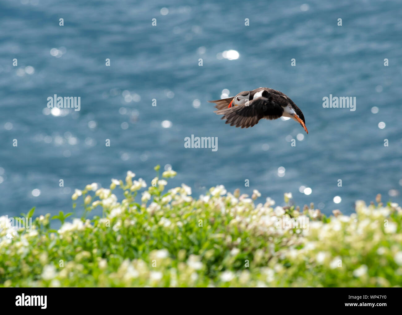 Single Puffin, Farne, Northumberland,  in  flight,  returning to the nesting burrow to feed the pufflings, chicks.  Background of the sea glinting in Stock Photo