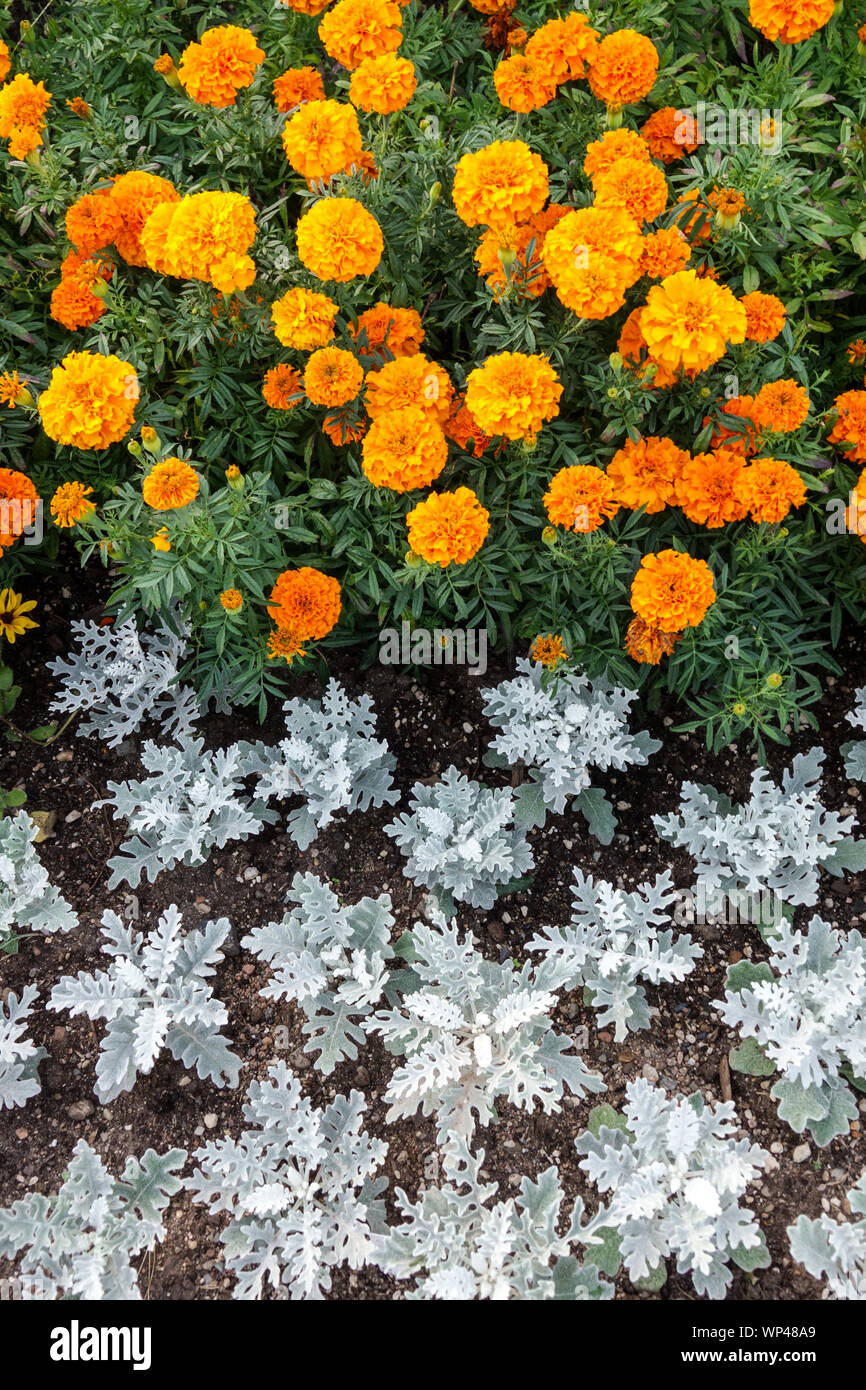 Annual flowers, French marigold, Dusty Miller Senecio Silver dust in bed, contrast colors Stock Photo
