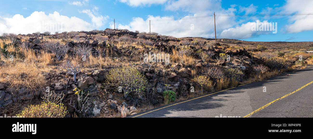 Panoprama of succulent plants and dead grasses in ancient hillside terraces by the road side in Eastern La Gomera, Canary islands, Spain.  Includes Ca Stock Photo