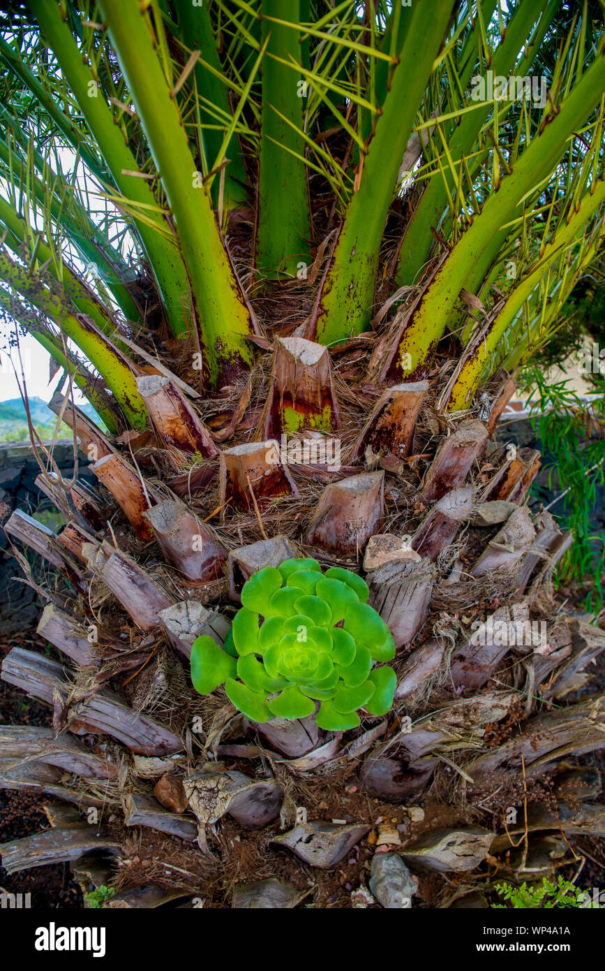 Bea, Aeonium subplanum, an endemic plant from La Gomera, Canary Islands, Spain.  Succulent, growing on the base of a palm tree between 300 and 900 m , Stock Photo