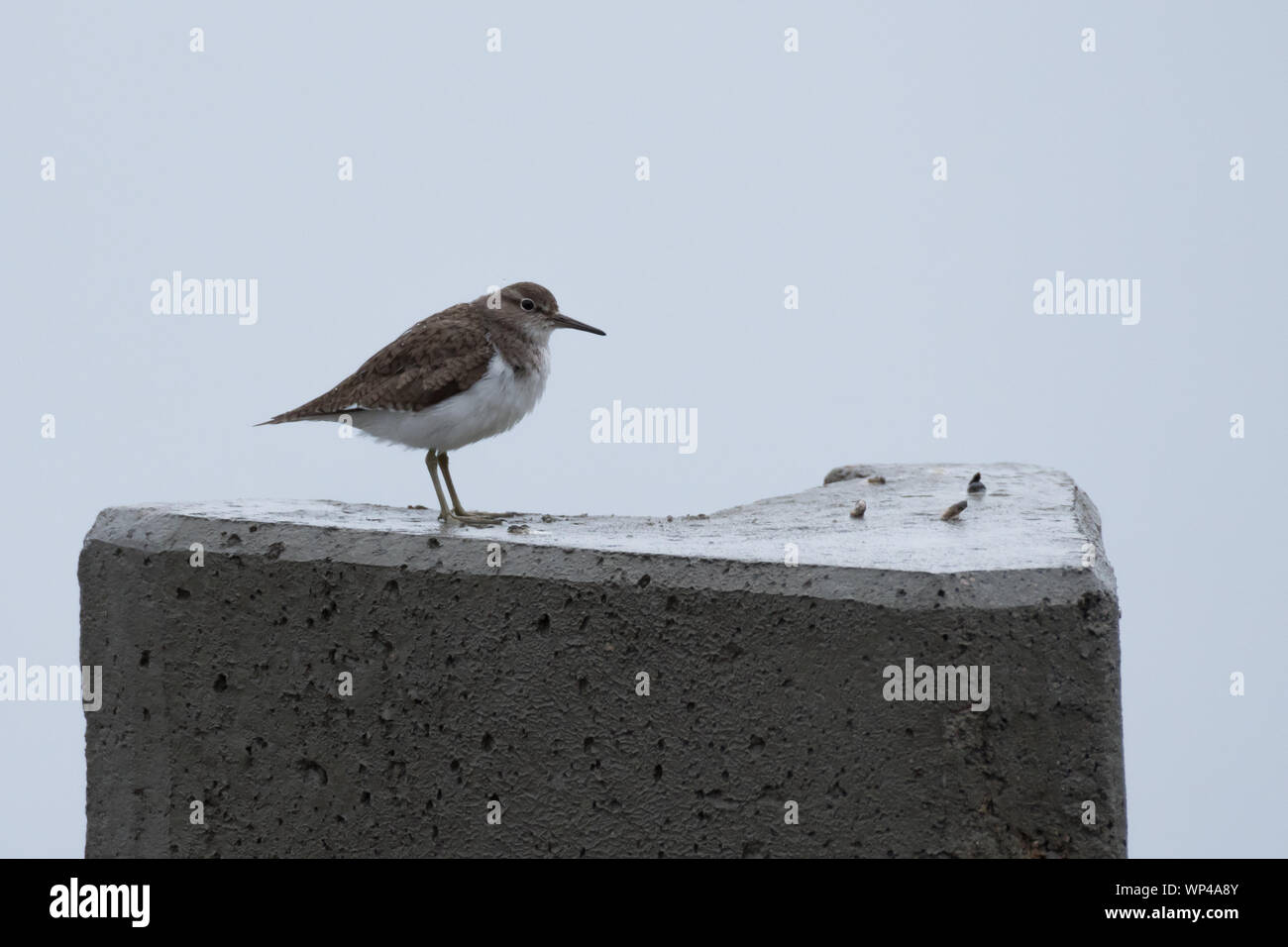 Common sandpiper (Actitis hypoleucos) sitting on a concrete pole during rainy weather. Finland, June 2018 Stock Photo