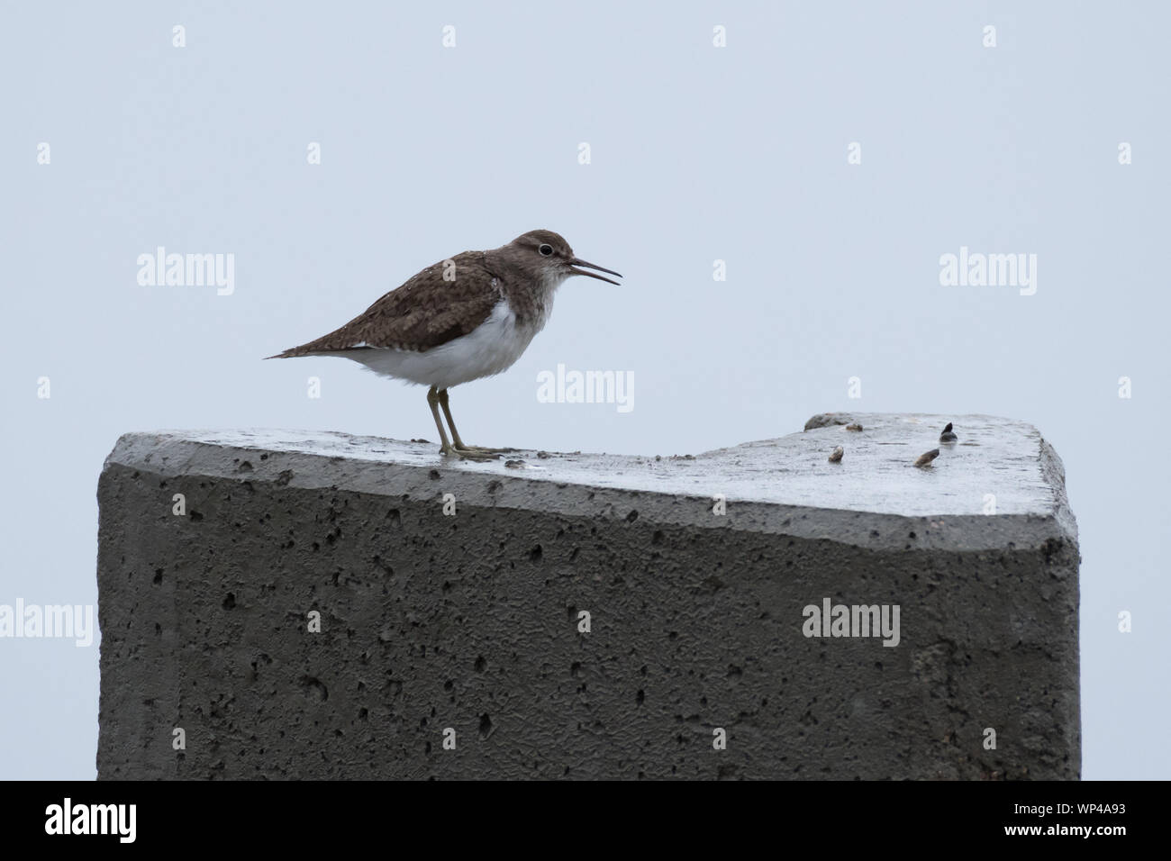 Common sandpiper (Actitis hypoleucos) sitting on a concrete pole during rainy weather. Finland, June 2018 Stock Photo
