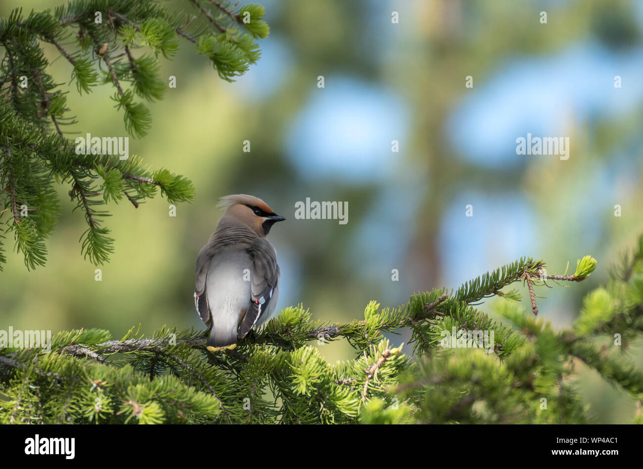 Bohemian waxwing, Bombycilla garrulus, female perched on a coniferous branch. Finland, July 2018 Stock Photo