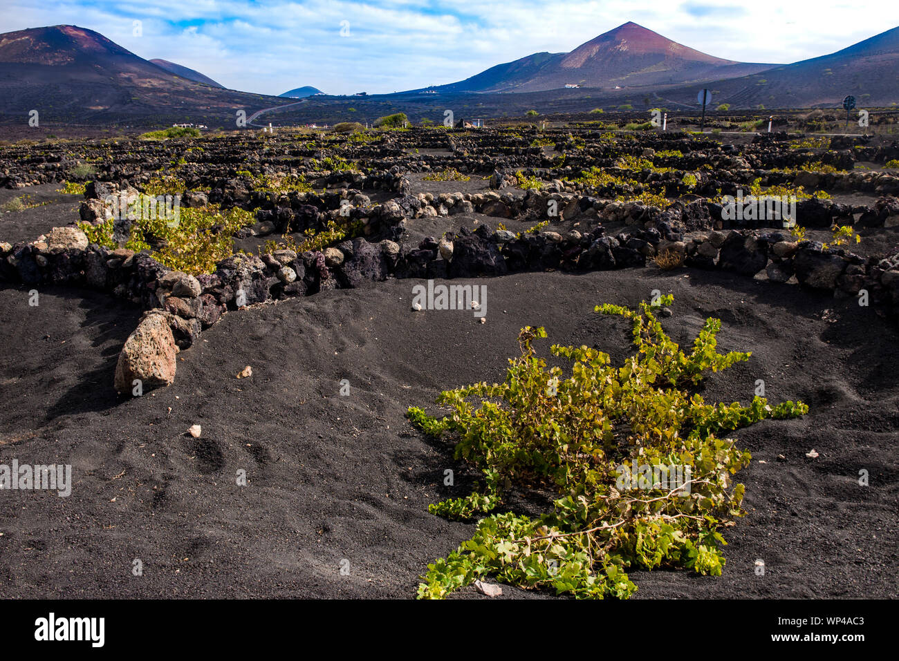 Semicircular black volcanic rock walls  protecting the vulnerable grape vines from the dry winds of Lanzarote, Canary Islands, Spain.  Volcanoes in th Stock Photo