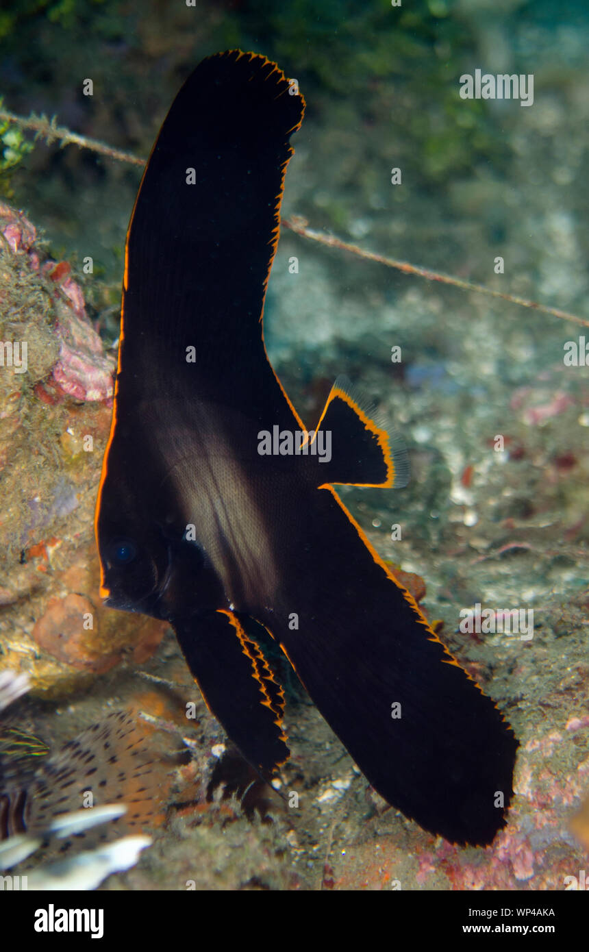 Juvenile Pinnate Spadefish, Platax pinnatus, with golden margin, Laha dive site, Ambon, Maluku, Indonesia Stock Photo