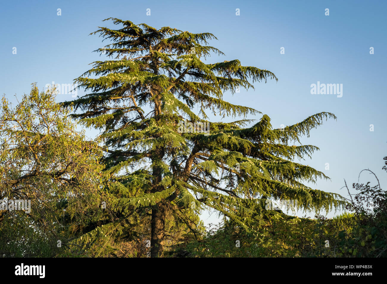 Cedar of Lebanon Tree (Cedrus libani) with a Bright Blue Sky as Background in a Park in Zadar, Croatia Stock Photo