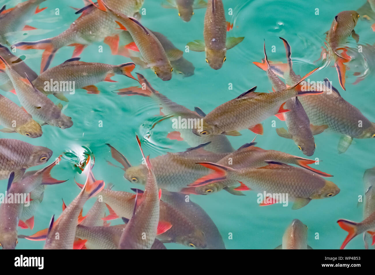 Big group of Red tail carp at Khao Sok National Park Stock Photo