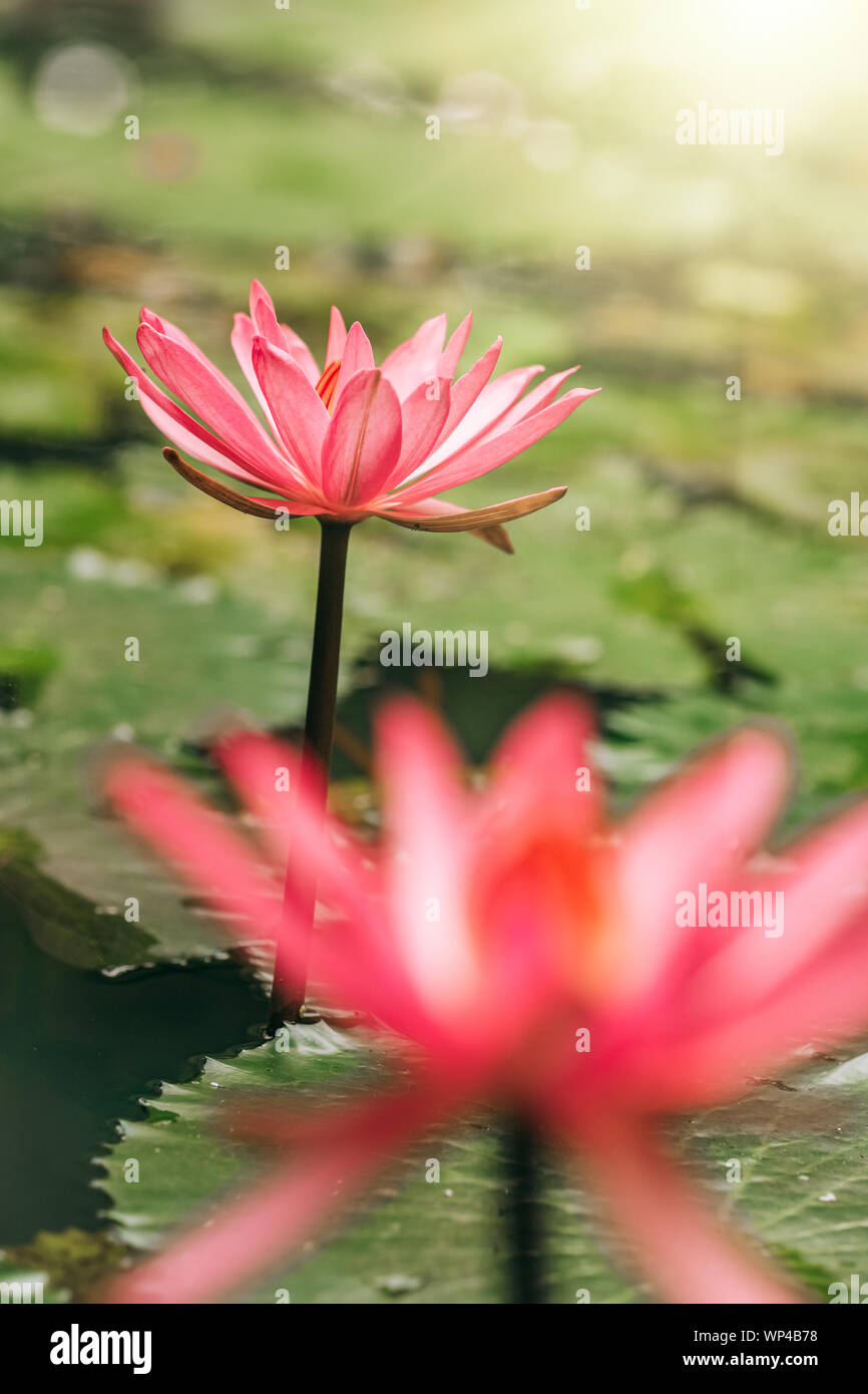 Hardy water lily hires stock photography and images Alamy