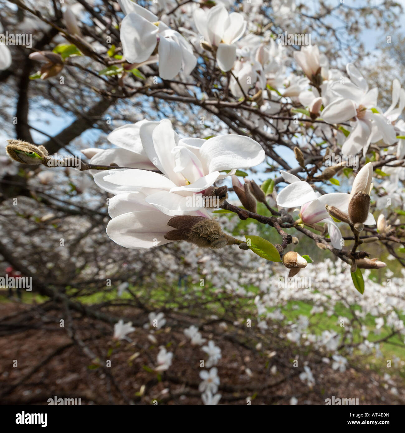 Dominion Tree Dominion arboretum hi-res stock photography and images - Alamy