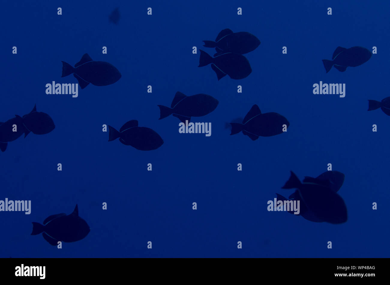 Black Triggerfish, Melichthys niger, school, Pulau Suanggi dive site, Banda Islands, Maluku, Indonesia Stock Photo