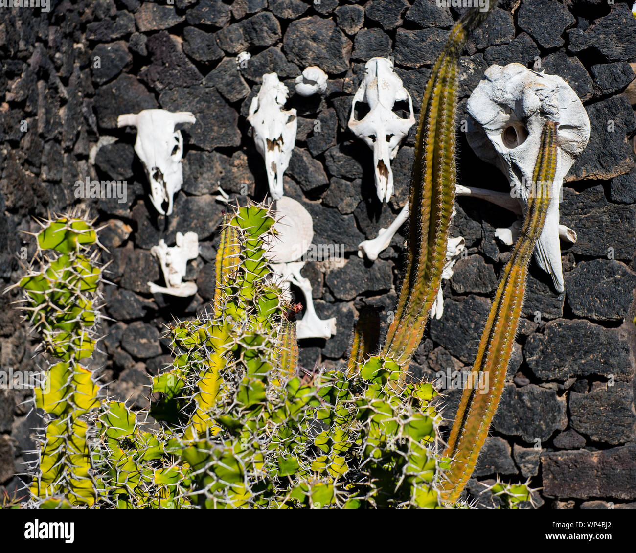 Lanzarote, Spain October 15 2018: Sunbleached animal skulls on a black lava wall with cactus in the garden of the Cesar Manrique Foundation, home ofth Stock Photo