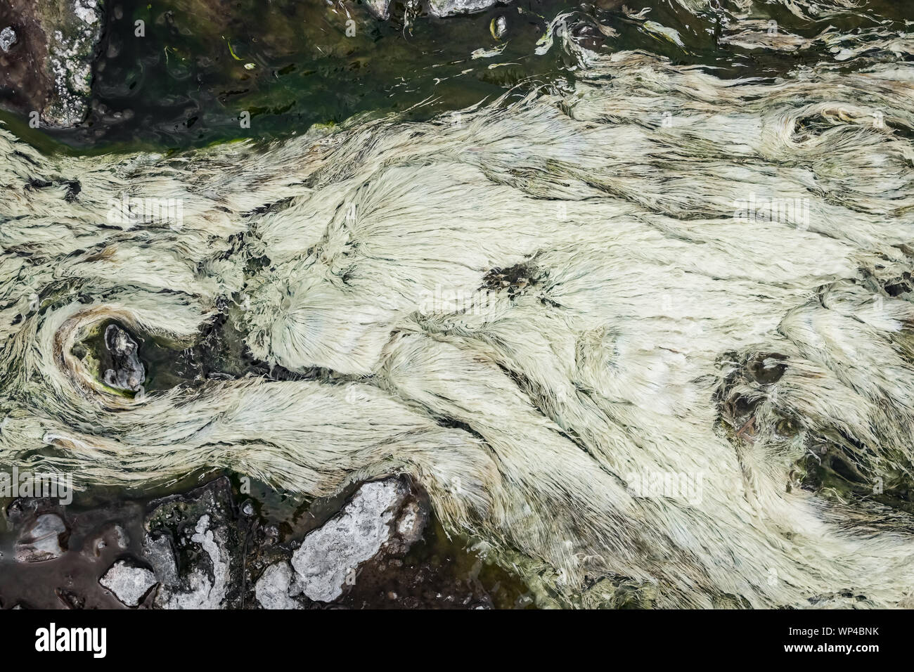 Closeup top view of the white algae plant fluttering in hot springs water. Stock Photo
