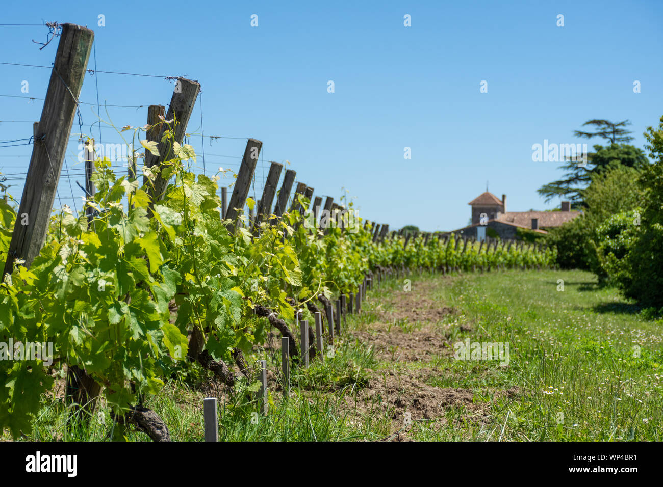Saint-Emilion (Gironde, France), vineyards of the village Stock Photo