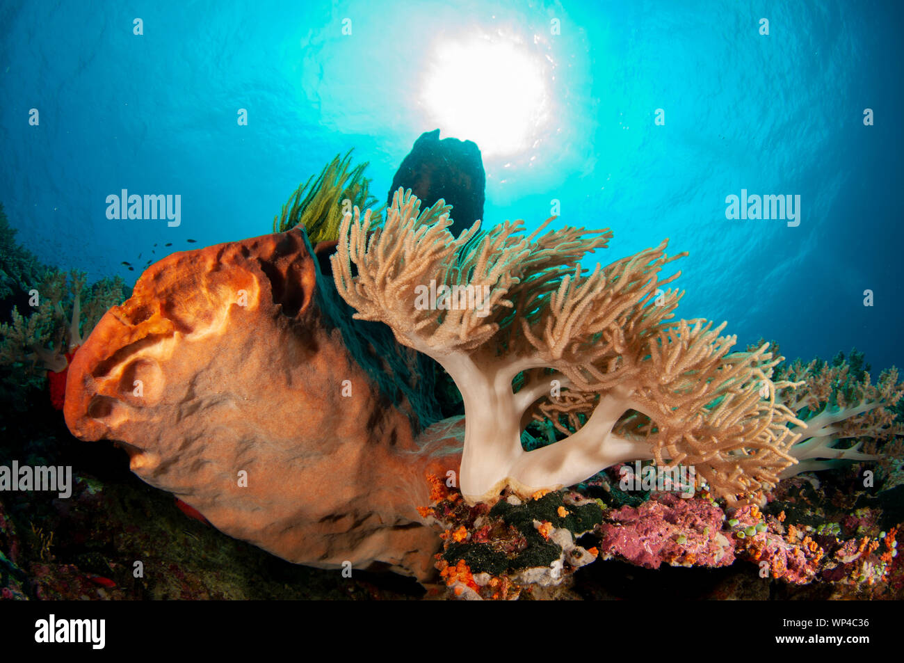 Leather Coral, Sinularia sp, on sponges with sun in background, Pulau Ai dive site, Banda Islands, Maluku, Indonesia Stock Photo