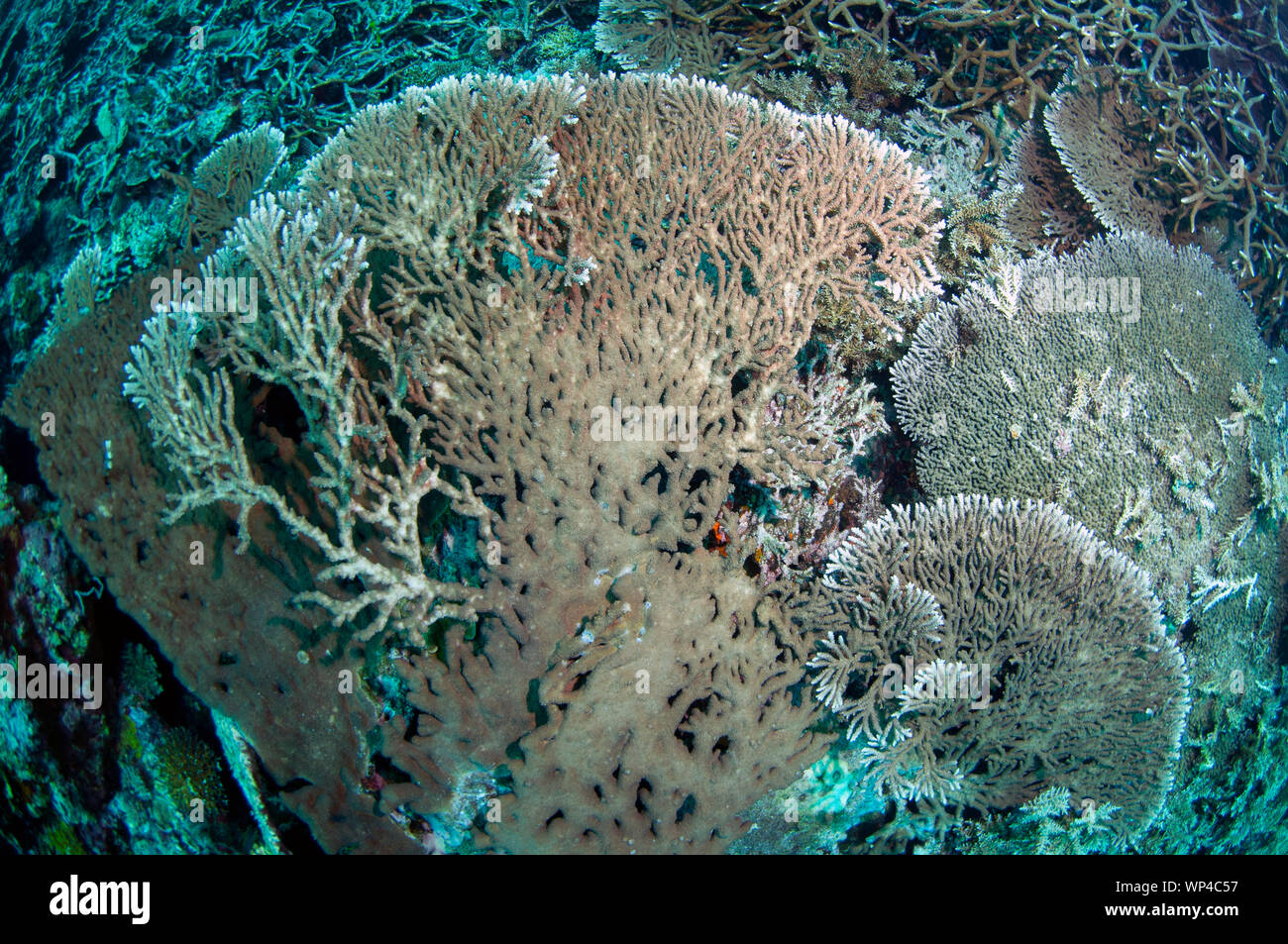 Large Table Coral, Acropora sp, Lava Flow dive site, Banda Islands, Maluku, Indonesia Stock Photo