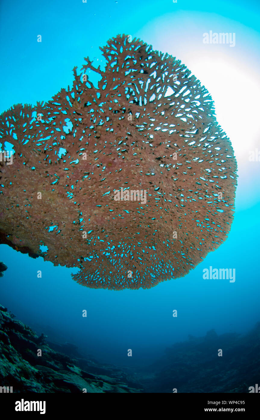 Large Table Coral, Acropora sp, with sun in background, Lava Flow dive site, Banda Islands, Maluku, Indonesia Stock Photo