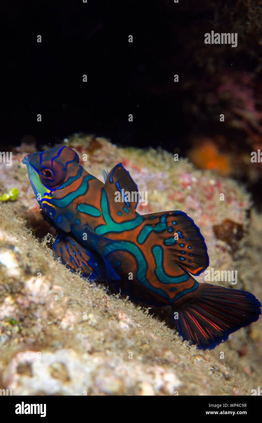 Mandarinfish, Synchiropus splendidus, with ornate markings, Banda Neira Jetty dive site, night dive, Banda Islands, Maluku, Indonesia Stock Photo
