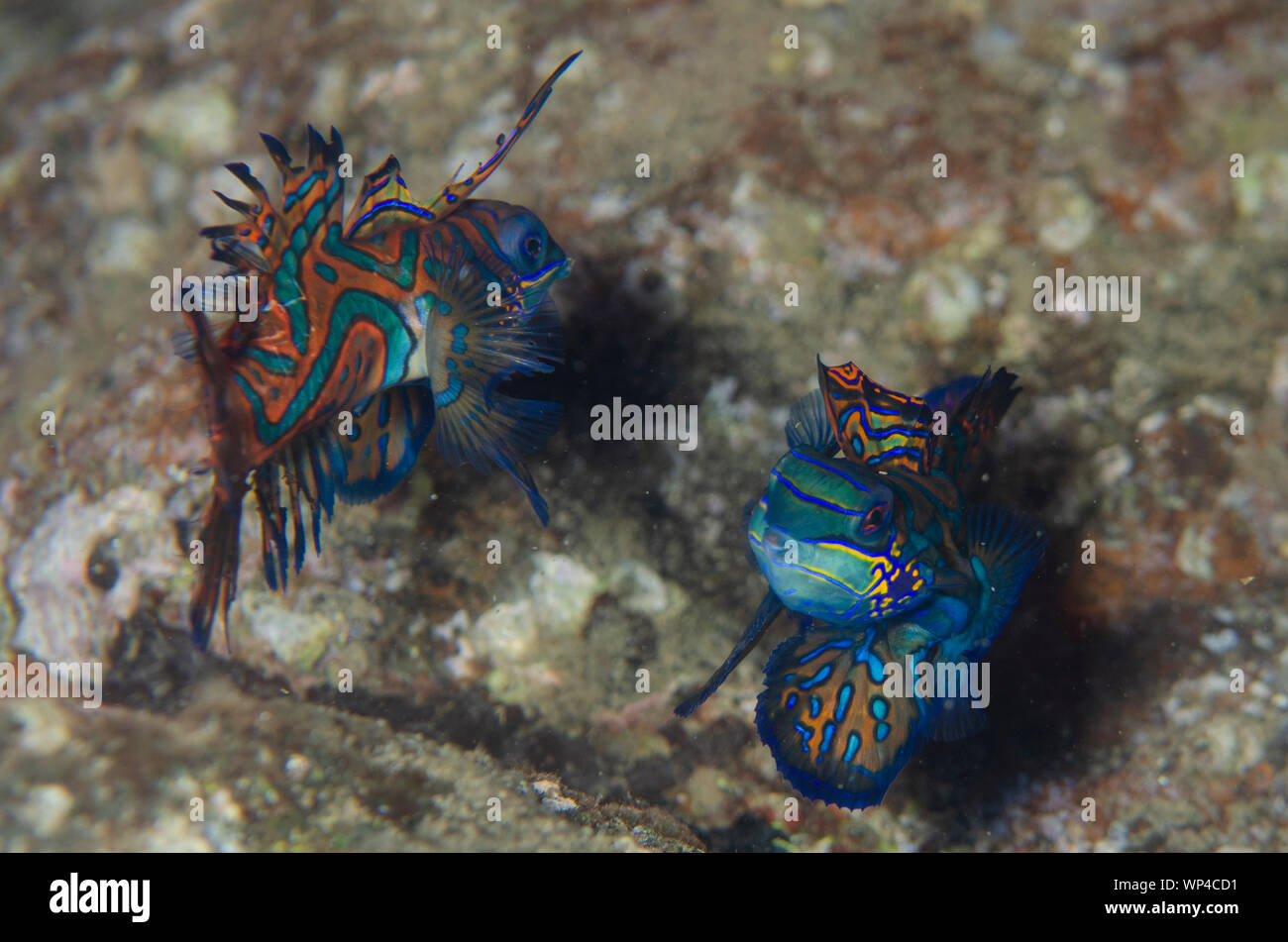 Mandarinfish, Synchiropus splendidus, pair fighting with ornate markings, Banda Neira Jetty dive site, night dive, Banda Islands, Maluku, Indonesia Stock Photo