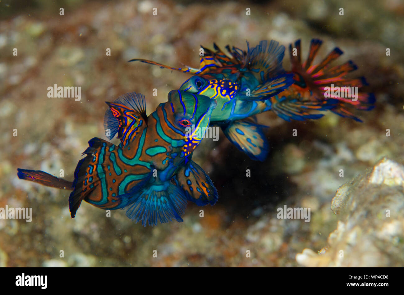 Mandarinfish, Synchiropus splendidus, pair fighting with ornate markings, Banda Neira Jetty dive site, night dive, Banda Islands, Maluku, Indonesia Stock Photo