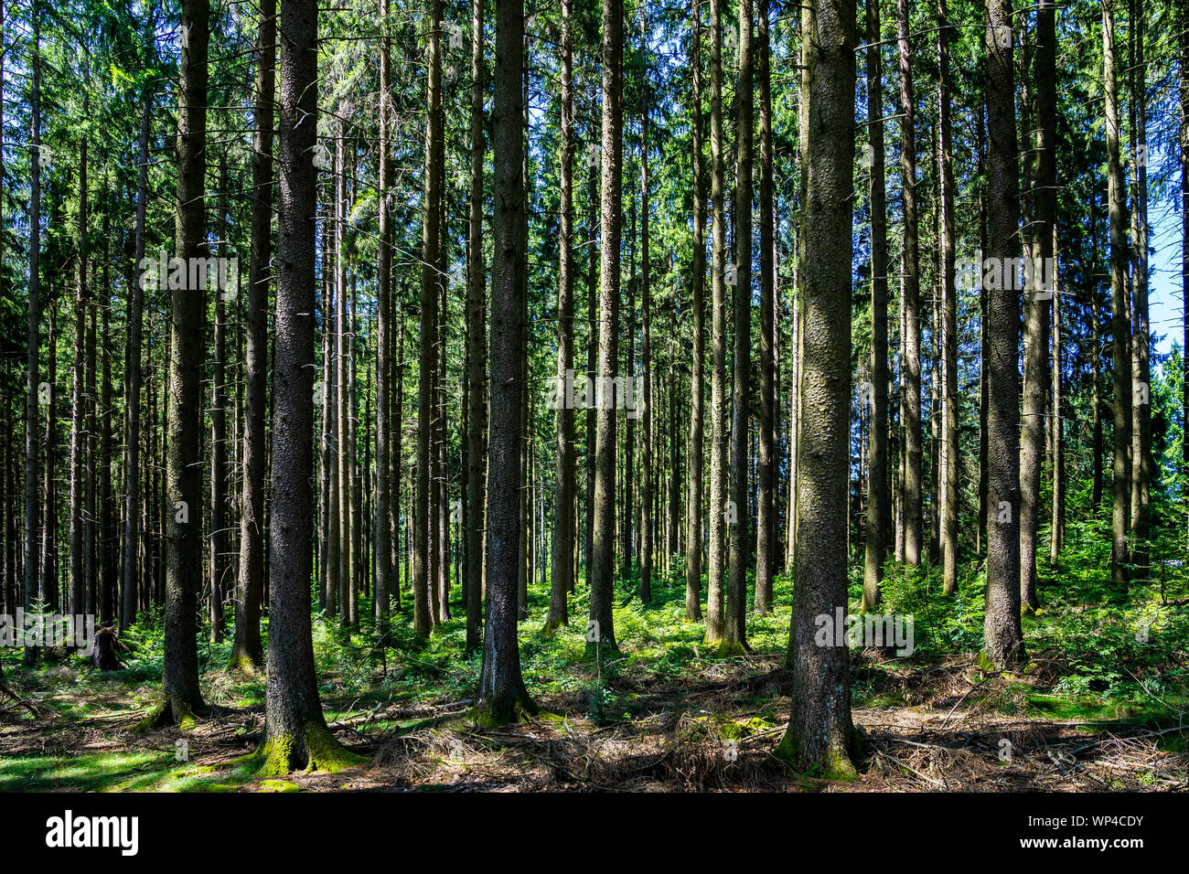 Thicket: Pine in Moss Thicket: Pine in Moss