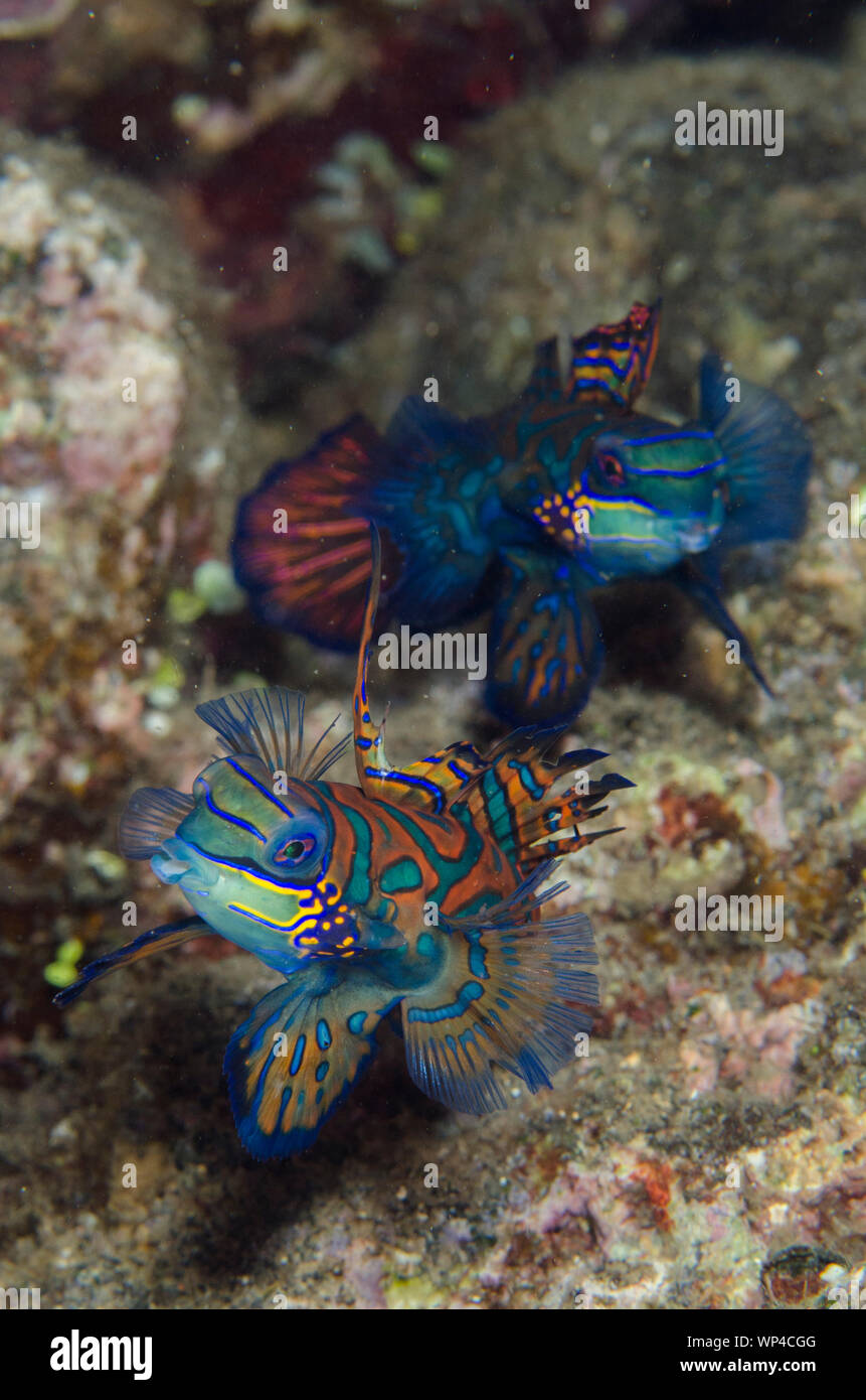 Mandarinfish, Synchiropus splendidus, pair with ornate markings, Banda Neira Jetty dive site, night dive, Banda Islands, Maluku, Indonesia Stock Photo