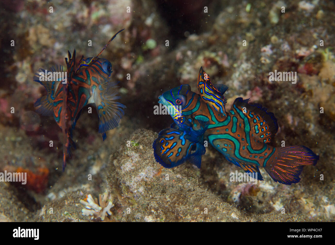 Mandarinfish, Synchiropus splendidus, pair fighting with ornate markings, Banda Neira Jetty dive site, night dive, Banda Islands, Maluku, Indonesia Stock Photo