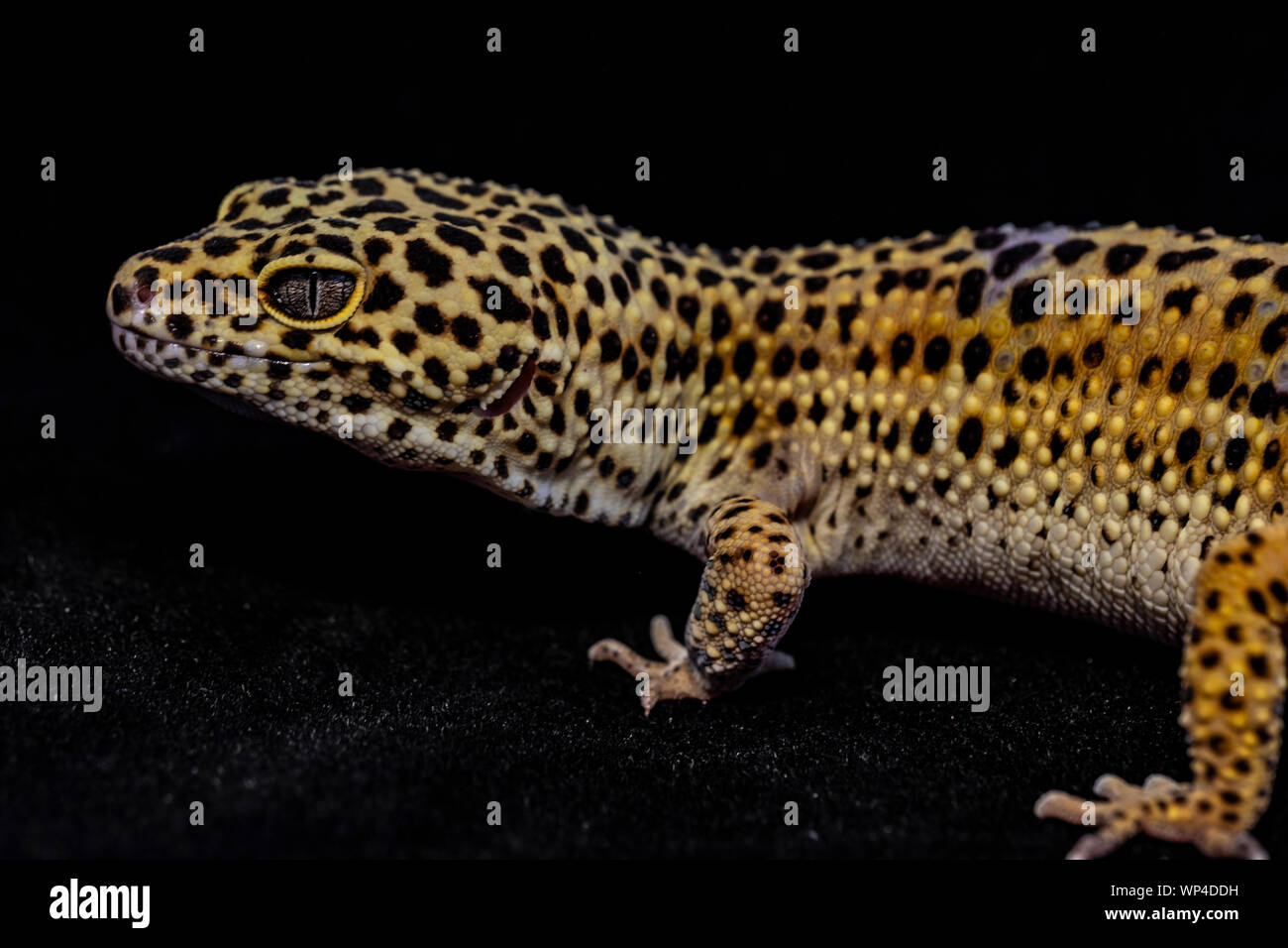 Leopard Gecko Stock Photo