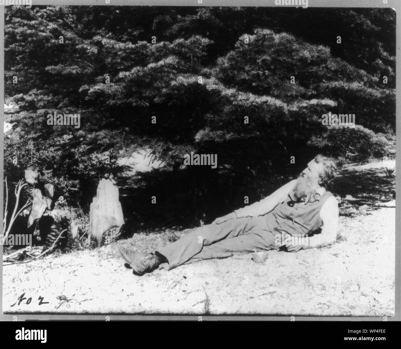 John Muir, full-length portrait, facing left, lying on rock with trees in background Stock Photo