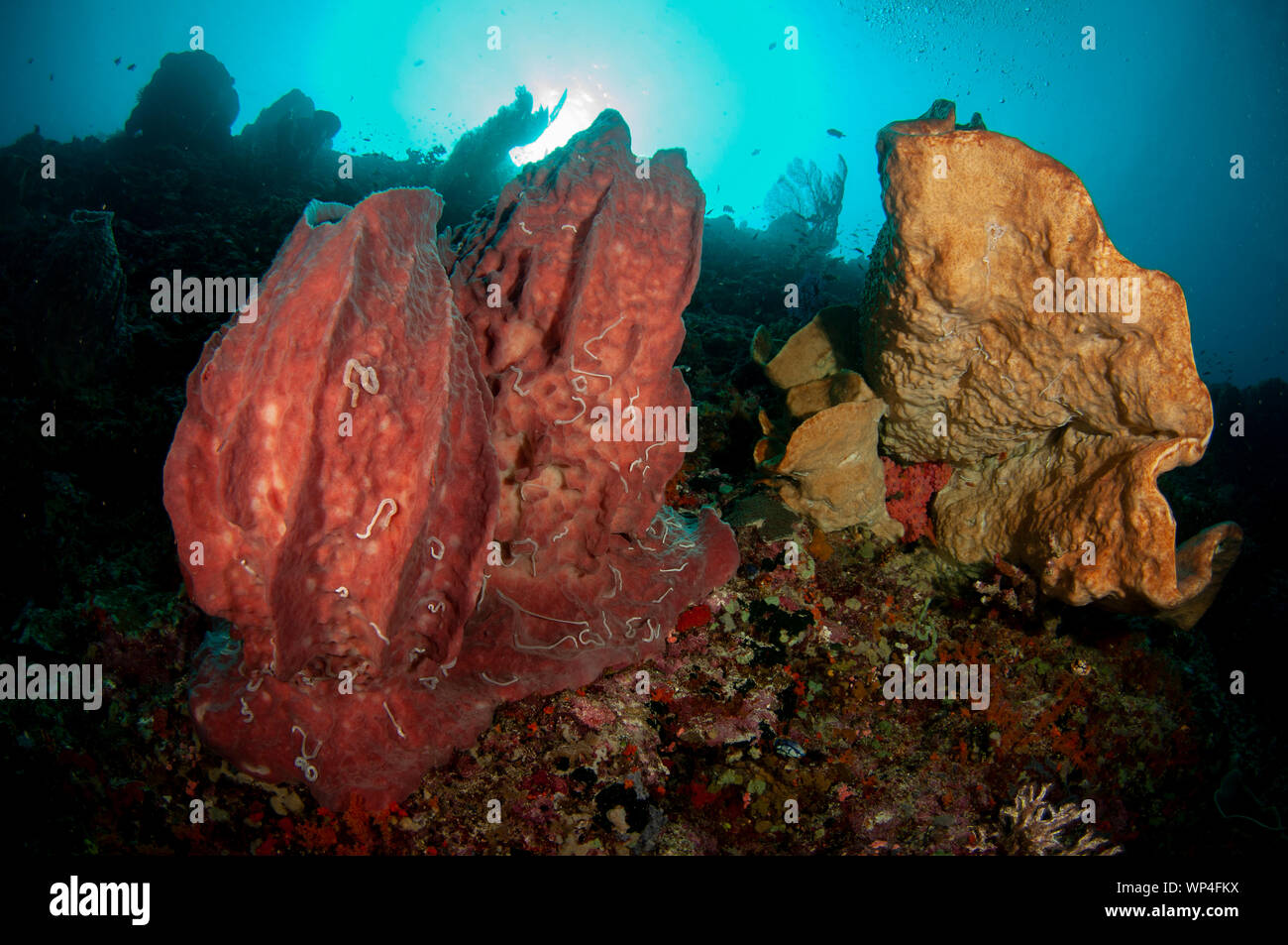 Barrel Sponge, Xestospongia testudinaria, covered in Sea Cucumbers and corals with sun in
