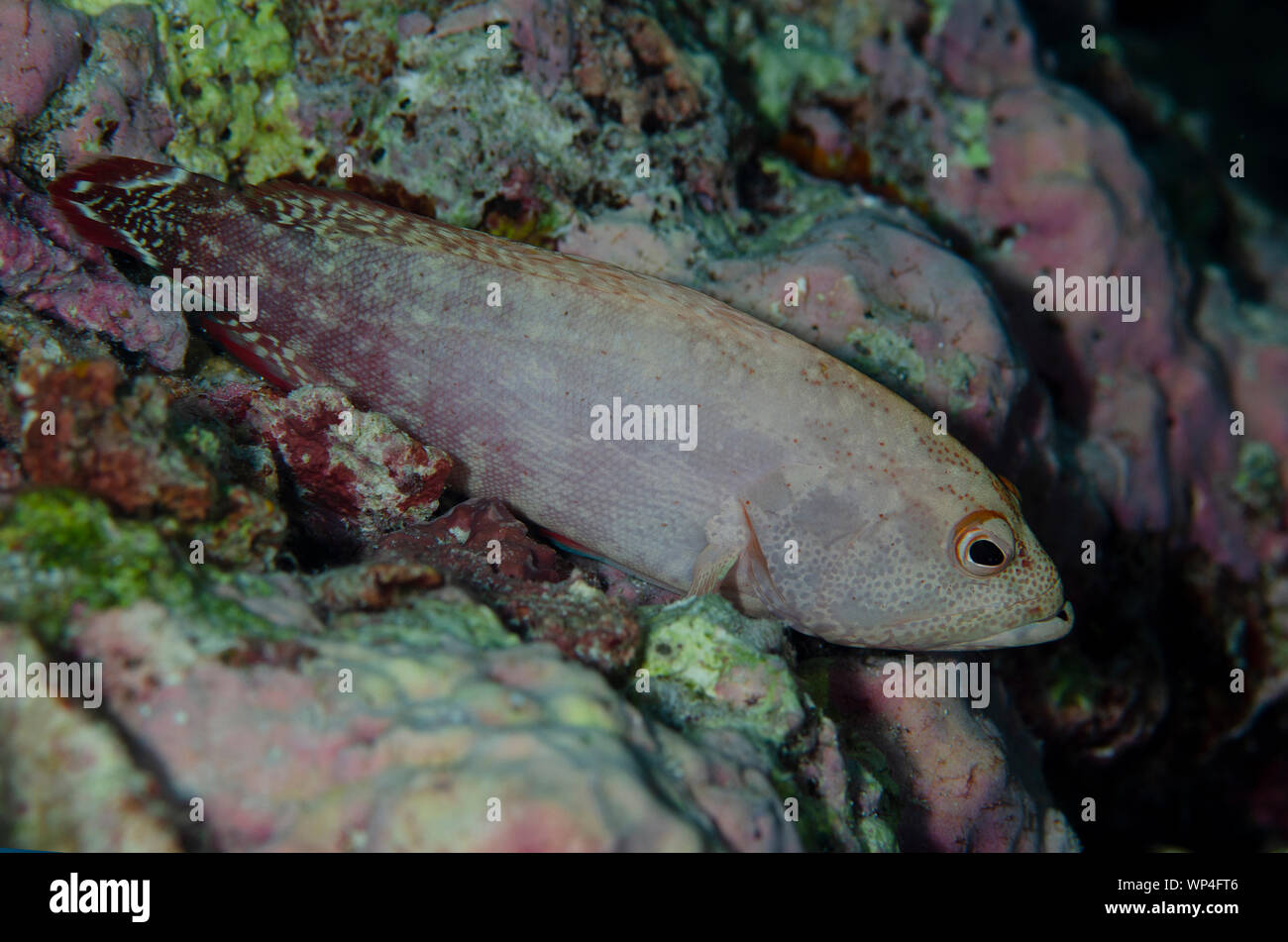 Darkfin Grouper, Cephalopholis urodeta, Karang Hatta dive site, Banda Islands, Maluku, Indonesia Stock Photo