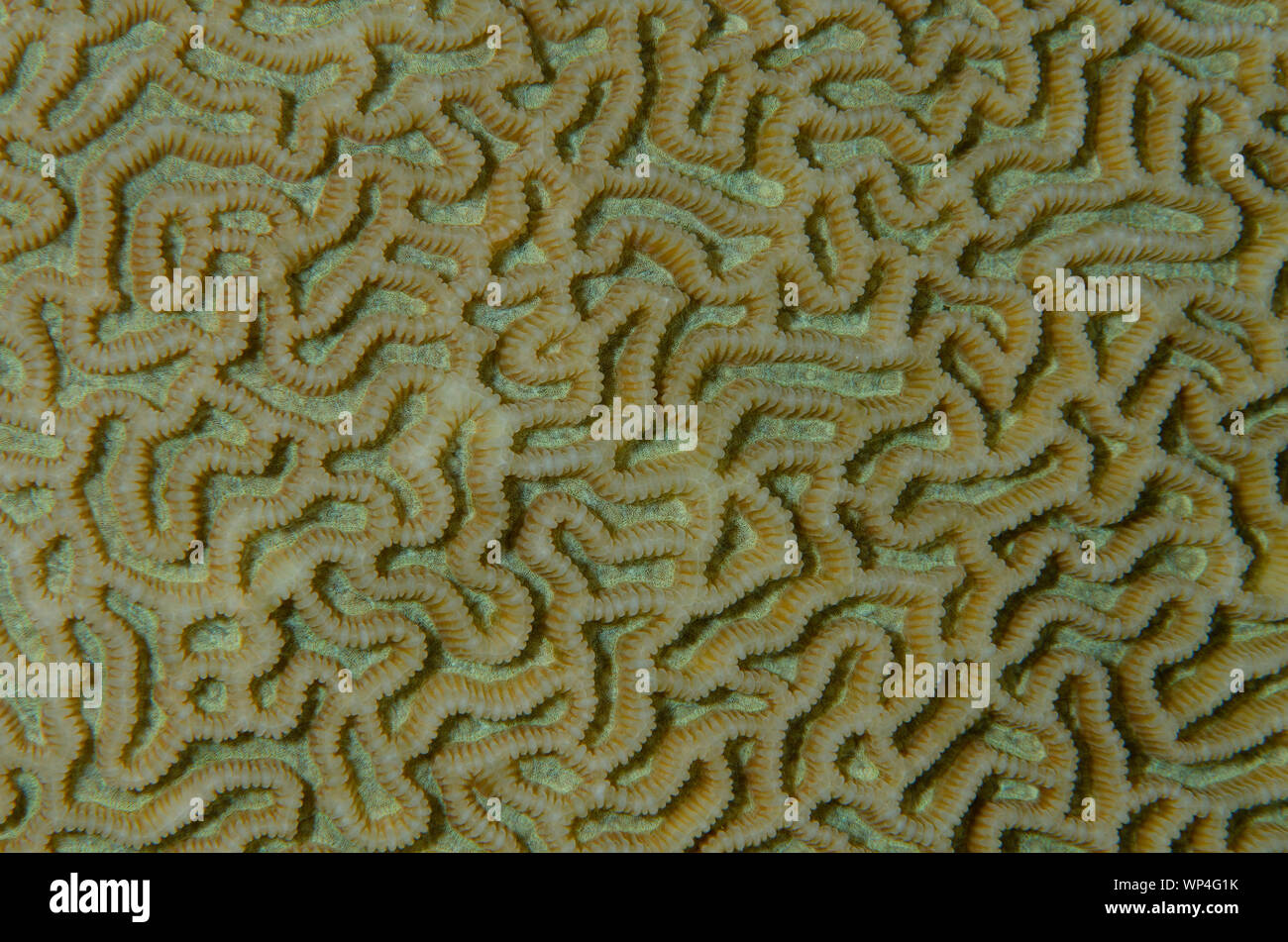 Brain Coral, Platygyra sp, Karang Hatta dive site, Banda Islands, Maluku, Indonesia Stock Photo