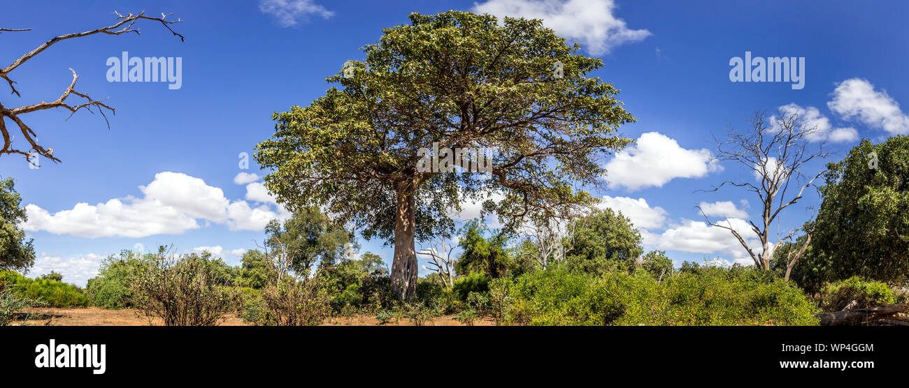 Beautiful savannah plains landscape with a huge tree in the foreground, Kenya Stock Photo