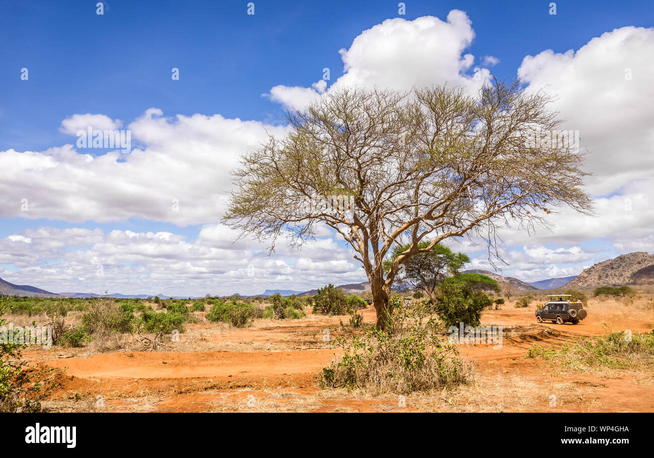 Unique savannah plains landscape with acacia tree in Kenya Stock Photo