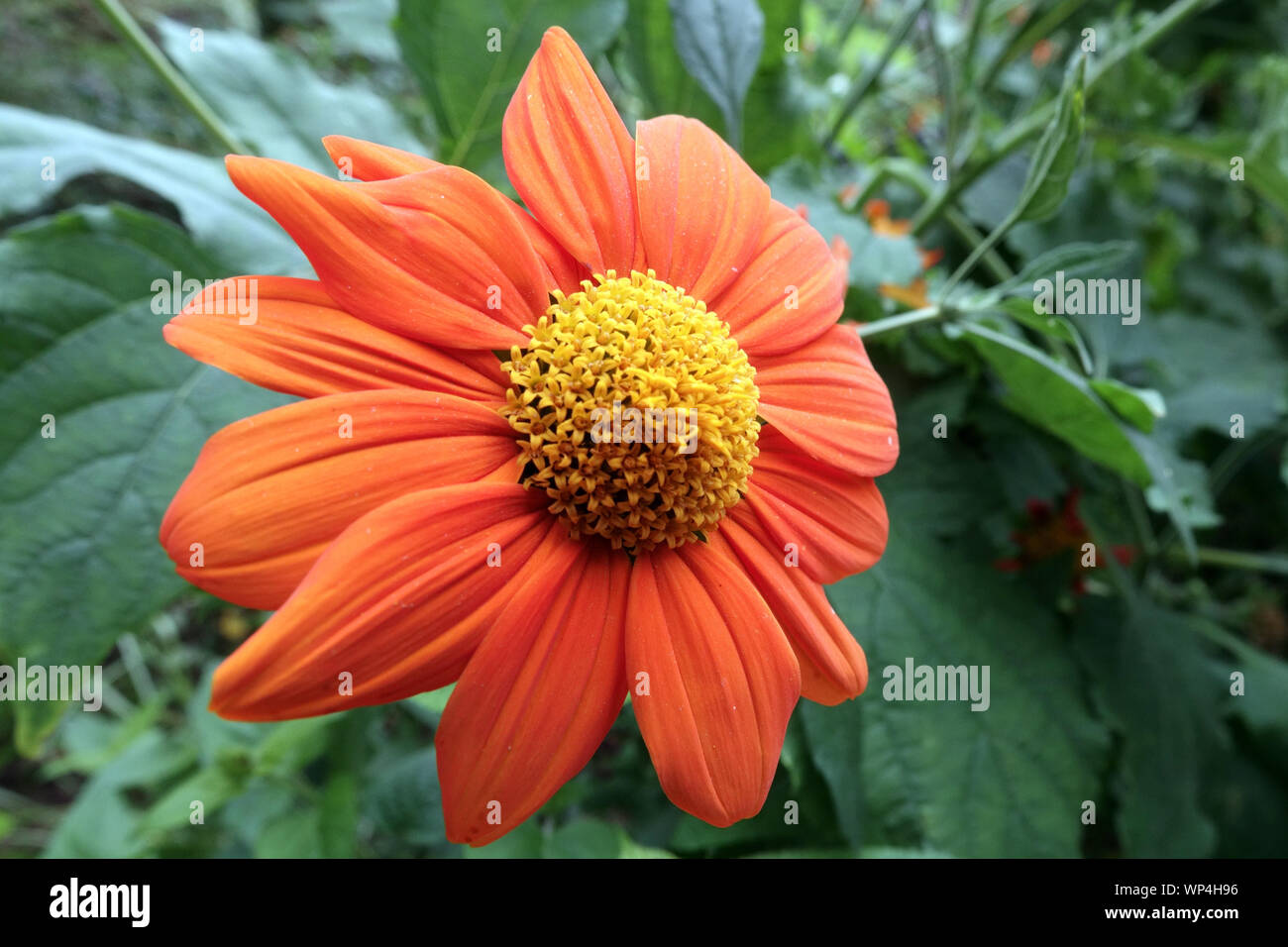 Mexican Sunflower Tithonia rotundifolia Close up Flower Tithonia Flower Closeup Orange Bloom Flowering August Plant In garden Ornamental Flower Stock Photo