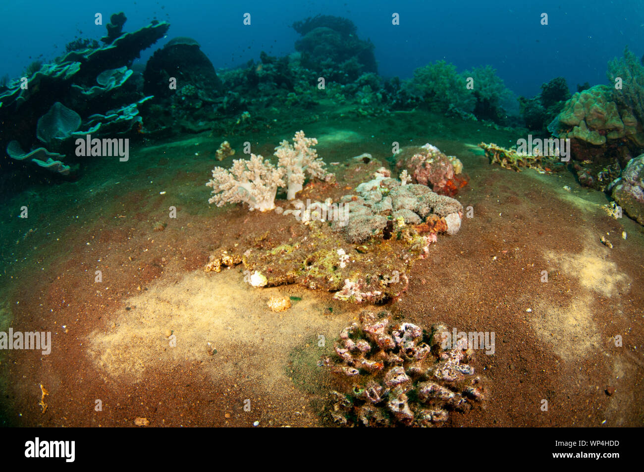 Sulphur deposits in sand, Tanjung Kelapa dive site, Manuk Island, Banda Sea, Indonesia Stock Photo