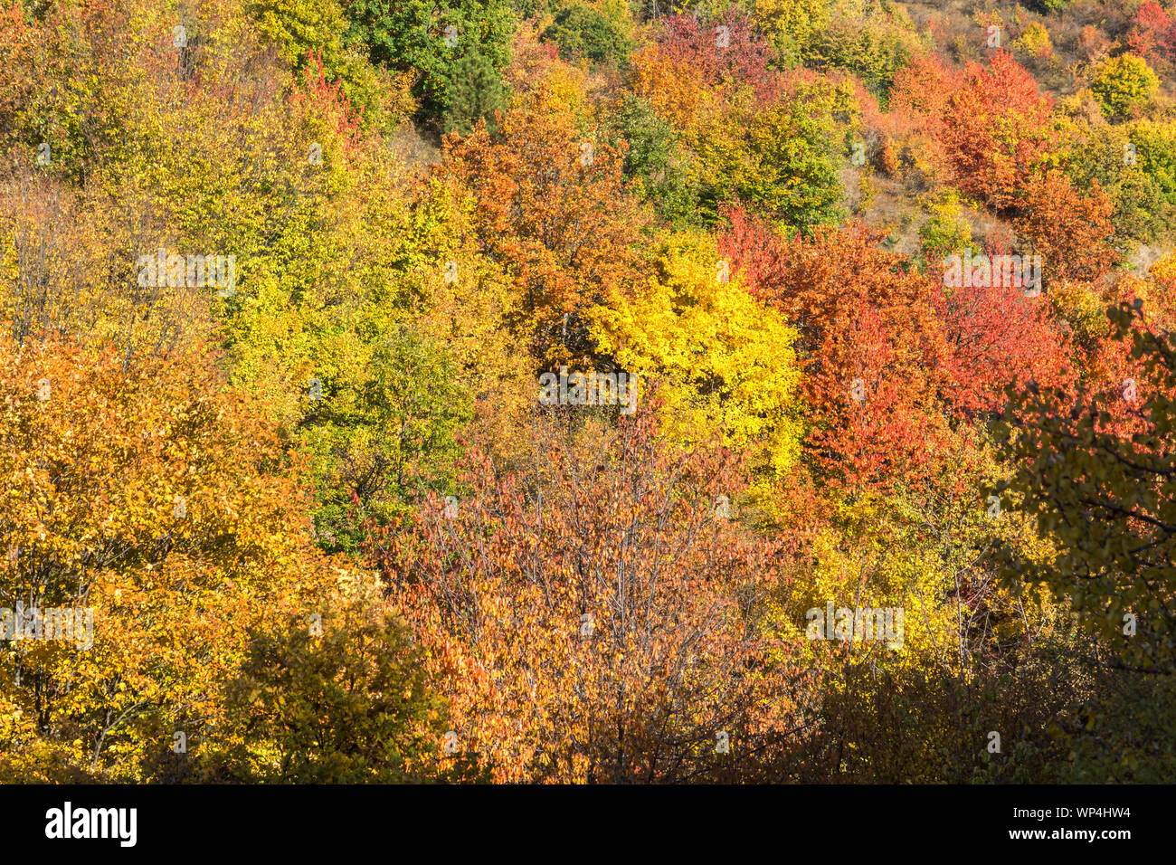 Autumn view of Cherna Gora (Monte Negro) mountain, Pernik Region ...