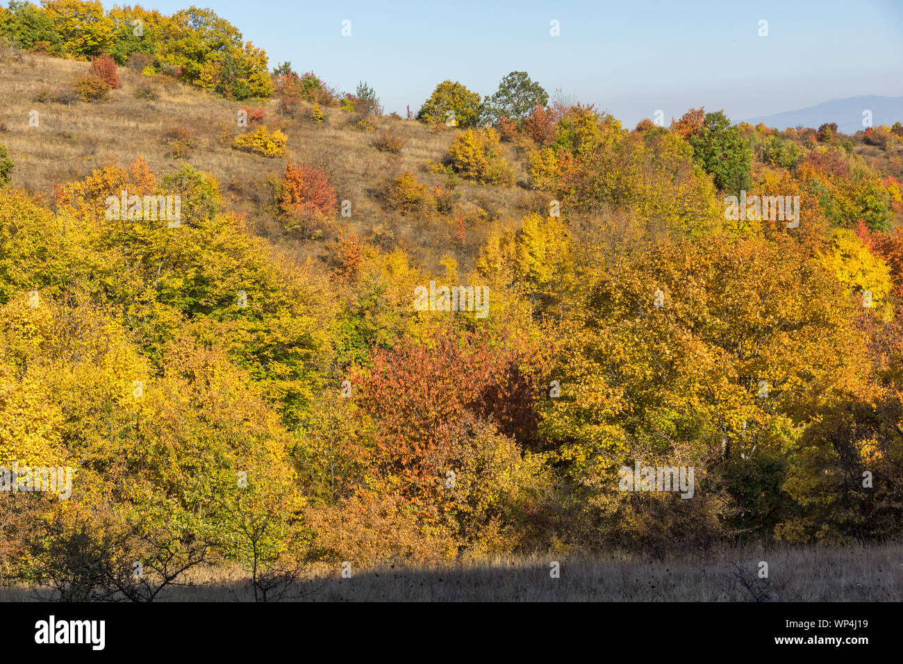 Autumn view of Cherna Gora (Monte Negro) mountain, Pernik Region ...