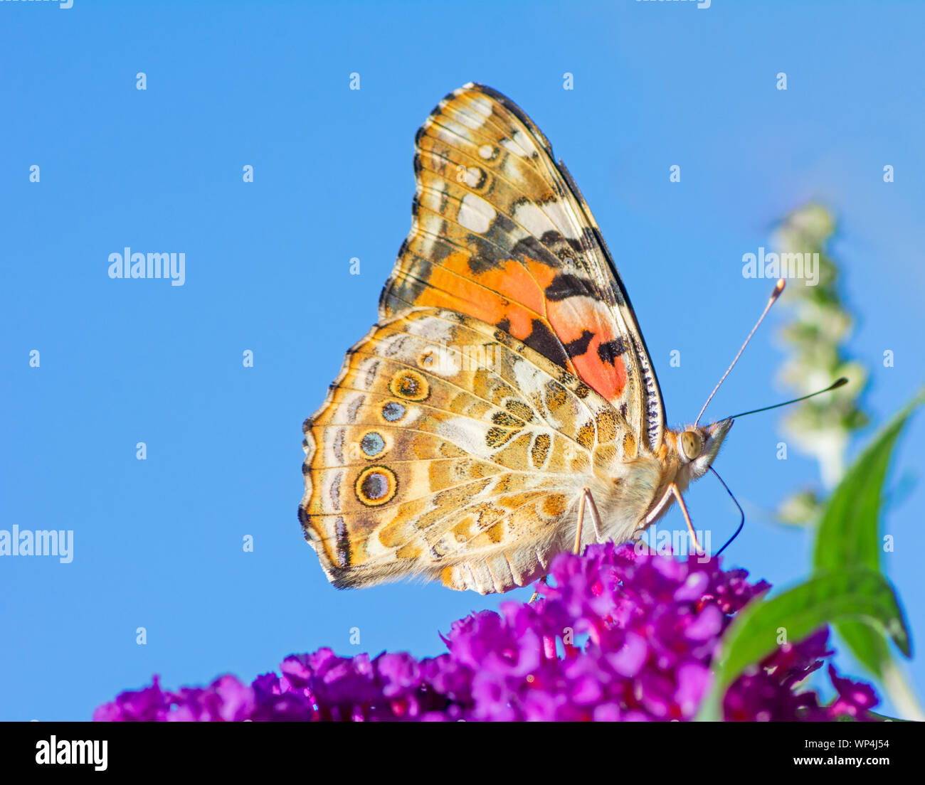Painted Lady butterfly on the blossoms of a buddleia bush Stock Photo