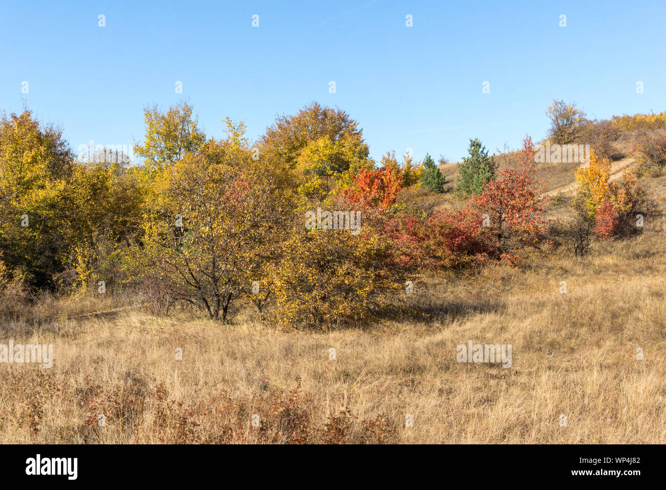 Autumn view of Cherna Gora (Monte Negro) mountain, Pernik Region ...