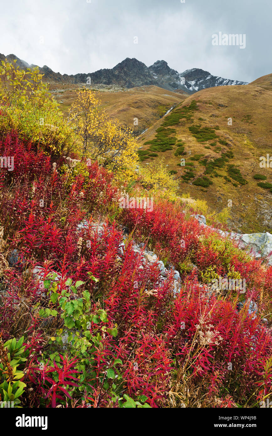 Autumn Landscape with Chamerion in the mountains.. Caucasus, Georgia, Zemo Svaneti Stock Photo