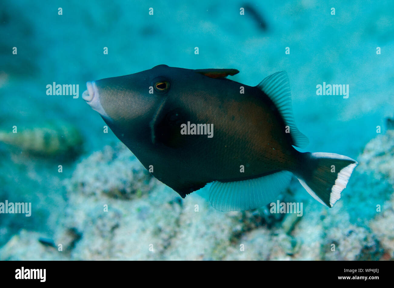 Flagtail Triggerfish, Sufflamen chrysopterum, Too Many Fish dive site, Pulau Koon, central Moluccas, Indonesia Stock Photo