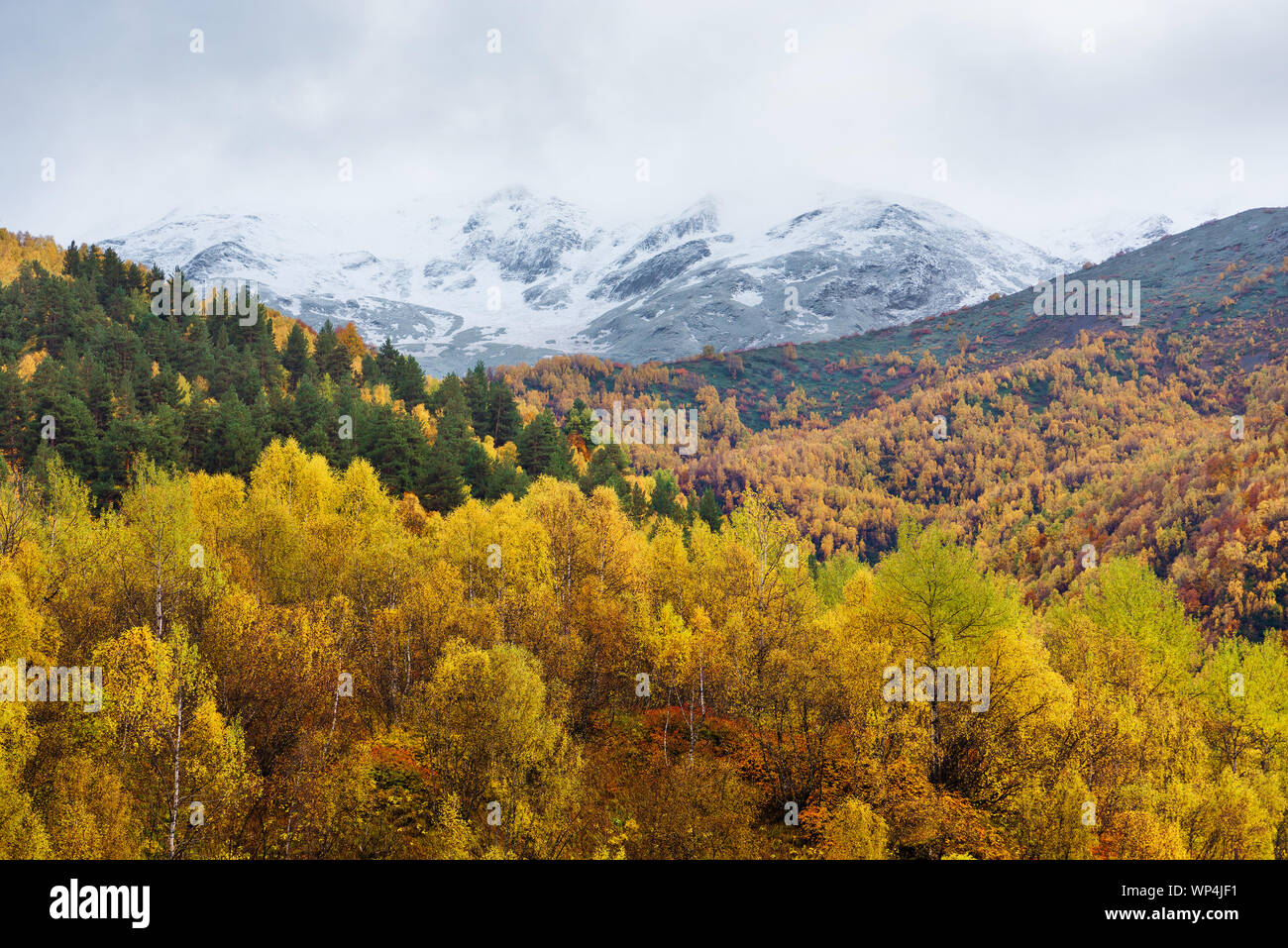 Beautiful birch forest on the mountain slopes. Autumn landscape with yellow trees and peaks with snow. Stock Photo