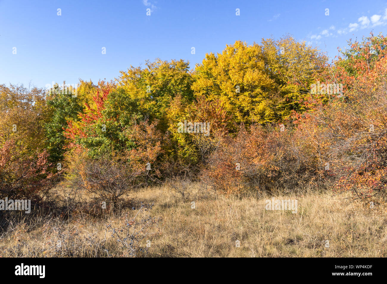 Autumn view of Cherna Gora (Monte Negro) mountain, Pernik Region ...