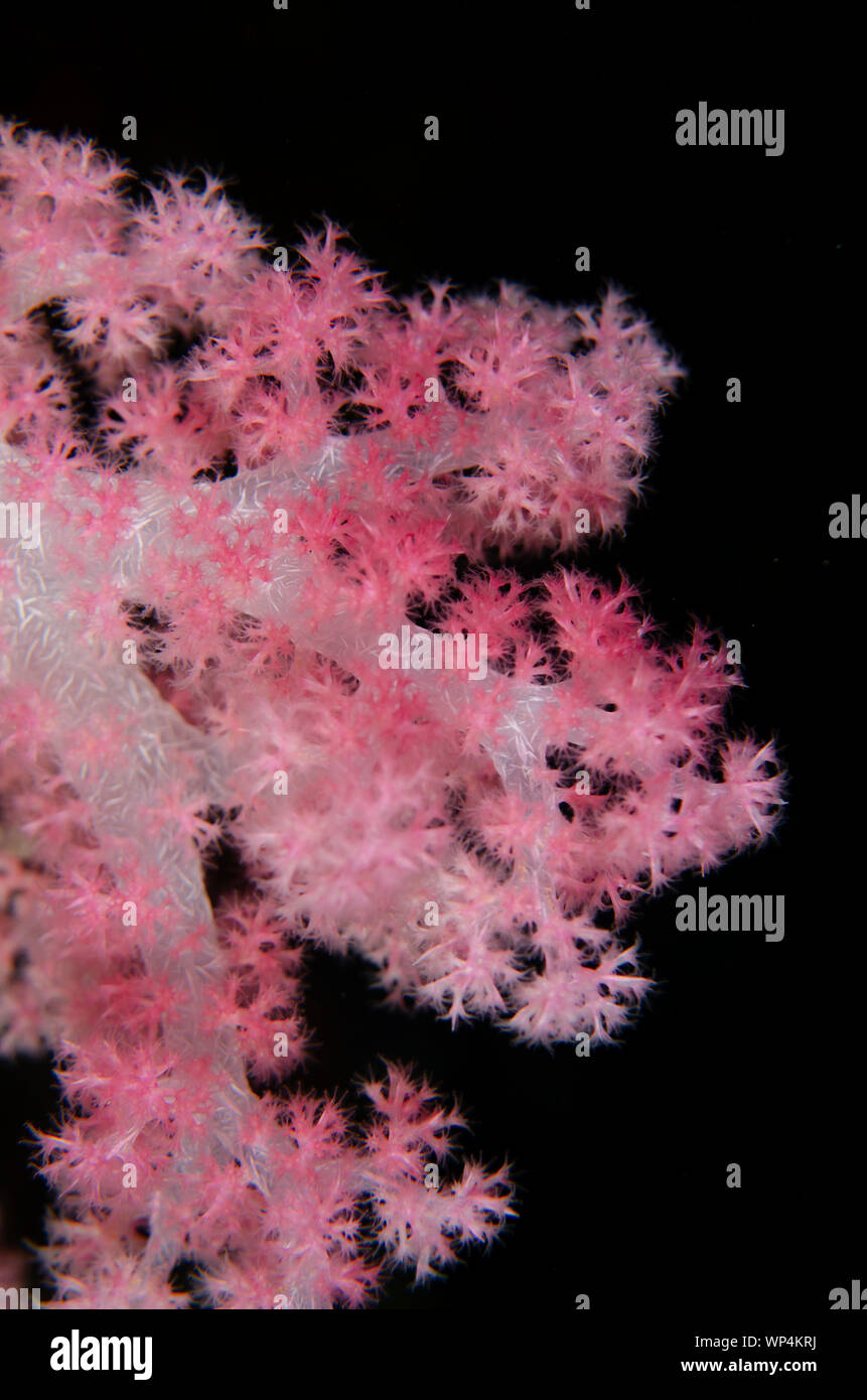 Soft Glomerate Tree Coral, Dendronephthya sp, Yilliet Kecil dive site, night dive, Yilliet Island, Misool, Raja Ampat, West Papua, Indonesia Stock Photo