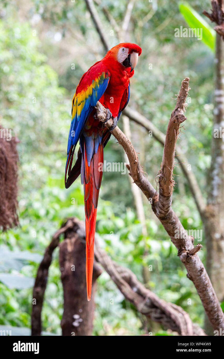 The red macaw or macaw aliverde is a species of bird of the parrot family, Stock Photo