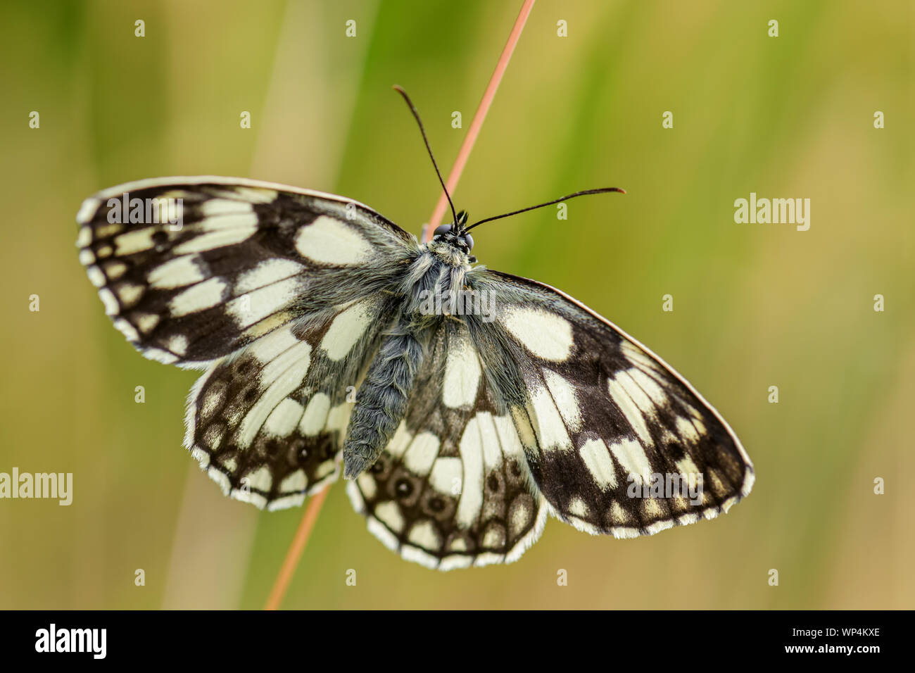 Marbled White butterfly Melanargia galathea; beautiful black and white butterfly from European