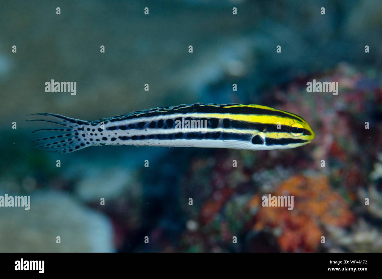 Striped Fangblenny, Meiacanthus grammistes, Four Kings dive site, Misool, Raja Ampat, West Papua, Indonesia Stock Photo