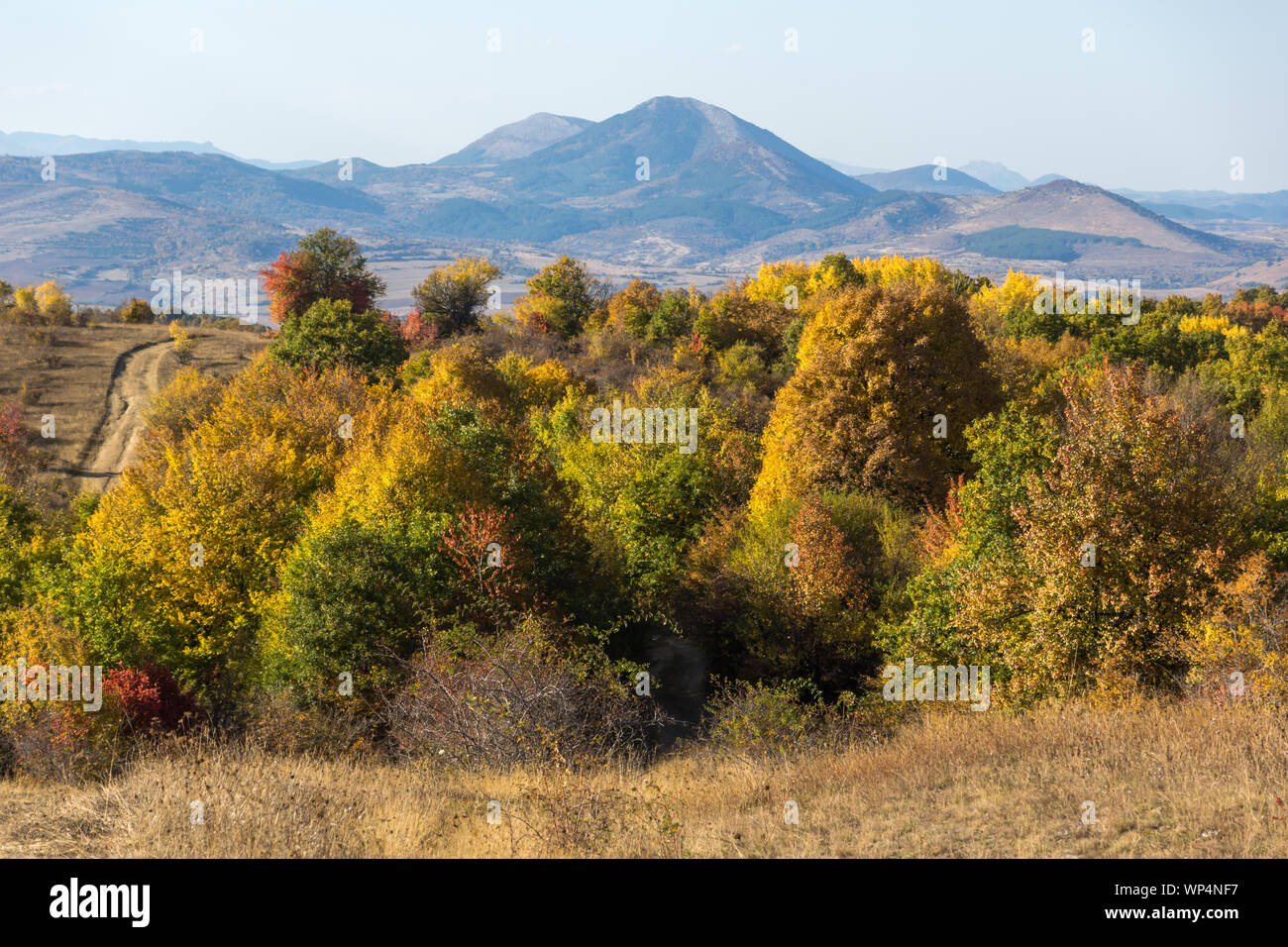 Autumn view of Cherna Gora (Monte Negro) mountain, Pernik Region ...